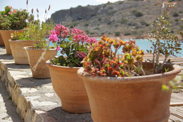 Plants in pots in a courtyard on a Greek island