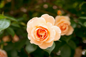 オレンジ色の薔薇