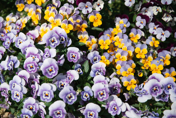 紫と黄色のパンジー