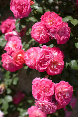 ピンクの薔薇の花