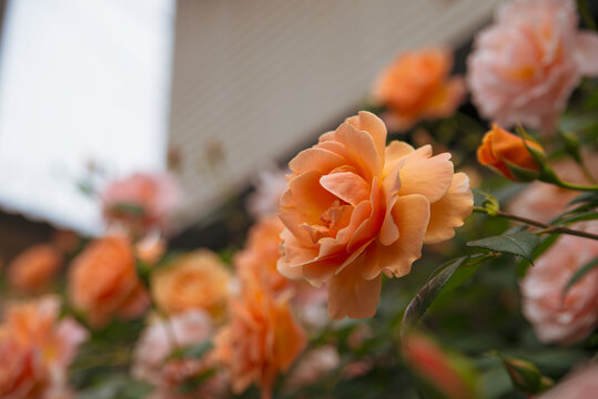 オレンジ色の薔薇