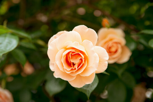 オレンジ色の薔薇