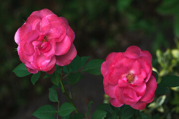 Two dark pink roses in sado on a dark natural background