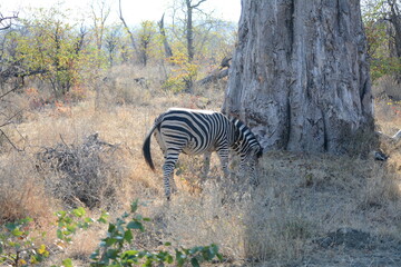 Obraz premium A zebra grazing in the dry grass during winter season in the Kruger,National Park South,Africa.