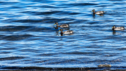 Group of Mallard or Anas platyrhynchos swimming over lake with beautiful dark blu water