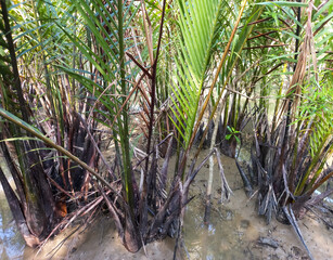 The deep green Nypa Fruticans Palm tree or Wurmb trees for background use. Commonly known as the nipa palm (or simply nipa) or mangrove palm growing in water hole.
