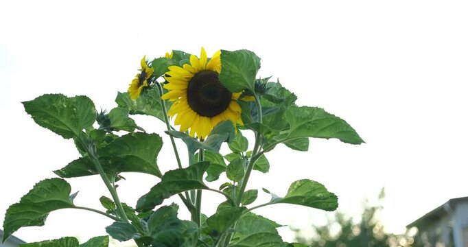  a wide field of blooming sunflowers swaying in the wind. Sunflowers are a symbol of happiness and joy, and this video will bring a sense of lightness and cheer to any project. High quality 4k footage