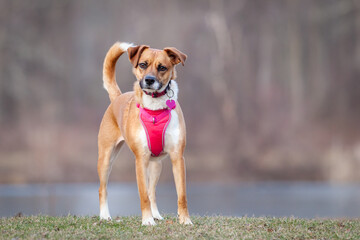 Mixed breed dog with pink harness