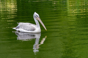 Dalmation Pelican - Pelecanus Crispus
