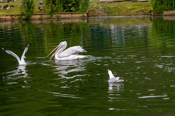 Dalmation Pelican - Pelecanus Crispus