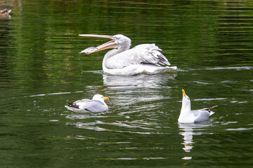 Dalmation Pelican - Pelecanus Crispus