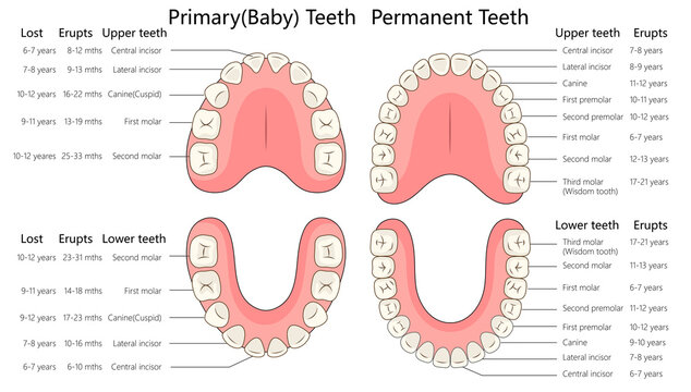 primary and permanent teeth development stages, showing eruption and loss timelines for upper and lower teeth diagram hand drawn schematic raster illustration. Medical science educational illustration