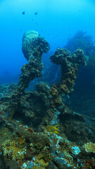Underwater photo of the USS Liberty shipwreck from World War Two, WWII. From a scuba dive in Bali, Indonesia, Asia