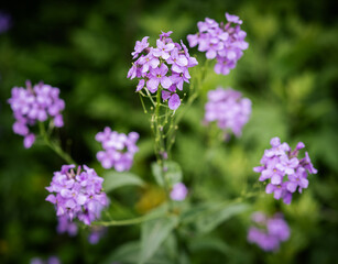 Fototapeta premium Flowers of Hesperis Matronalis, background with selective focus.