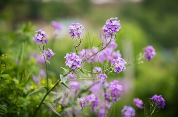 Flowers of Hesperis Matronalis, background with selective focus.