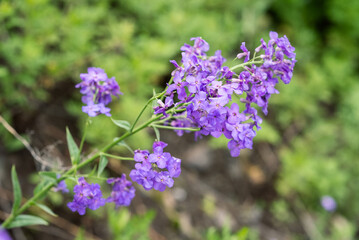 Flowers of Hesperis Matronalis, background with selective focus.