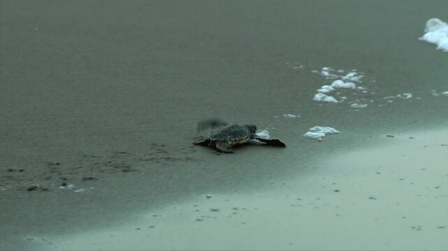 An infant Caretta caretta marine turtle is running on the beach and finally meets the sea.