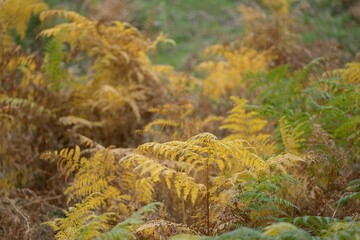 Close-up of yellow and green ferns in a natural forest setting during autumn.