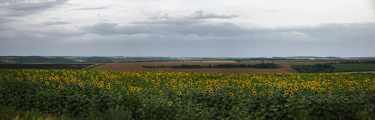 The sunflower is ripening. An extensive panorama of the agro-industrial complex of Ukraine.
