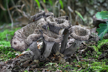 Amazing edible Craterellus cornucopioides mushrooms commonly known as trumpet of dead © Jaroslav Machacek