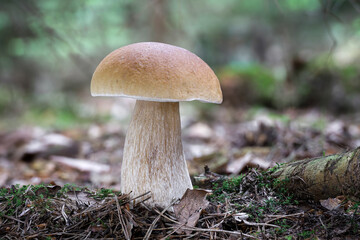 Amazing edible Boletus edulis mushroom known as cep, porcini or penny bun in coniferous forest