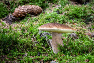 Edible Boletus edulis mushroom known as penny bun in moss