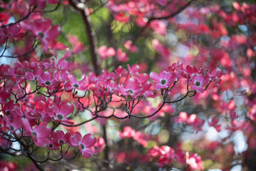 Piękne różowe kwiaty dereń w parku. © Elżbieta Kaps