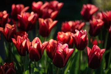 Obraz premium Piękne czerwone tulipany w parku 