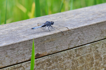 木に止まる青いトンボ