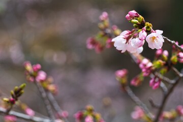 春の訪れを告げる桜