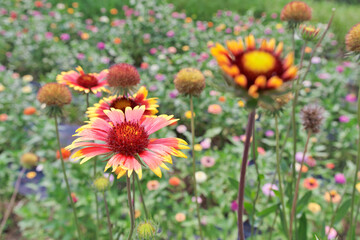 ガイラルディアの花
