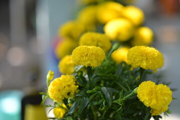 White and yellow flowers used by Asians to display during Lunar New Year to bring good luck to the family
