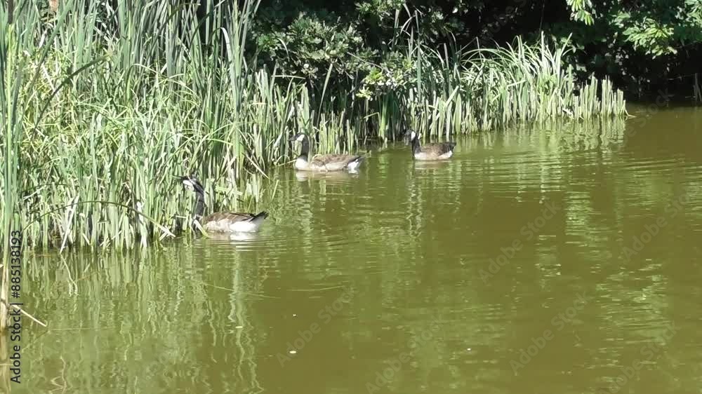 Sticker geese eating reed