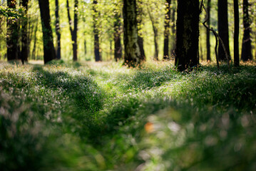 Leśny wiosenny krajobraz, Polska, Śląsk