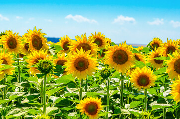 Summer landscape with field of sunflowers against blue sky. Close-up of blooming golden sunflowers.