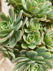 Echeveria elegans is a species of flowering plant in the Crassulaceae family, native to Greece.