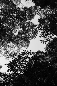 影絵のような樹木のモノクロ写真
Monochrome Photograph of Trees as Shadow Pictures