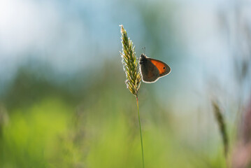 Motyl na trawie o poranku  © Elżbieta Kaps
