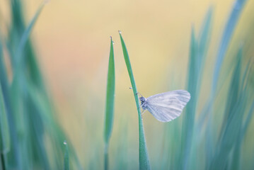 Motyl na trawie o poranku  © Elżbieta Kaps