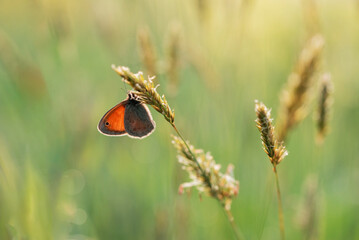 Motyl na trawie o poranku  © Elżbieta Kaps
