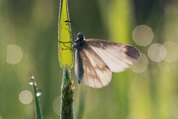 Motyl na trawie o poranku  © Elżbieta Kaps