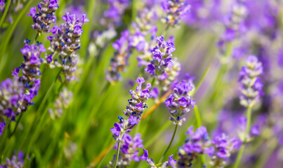 Spring lavender flowers under sunlight. Lilac flowers close up. Beautiful landscape of nature with a panoramic view. Hi spring. long banner