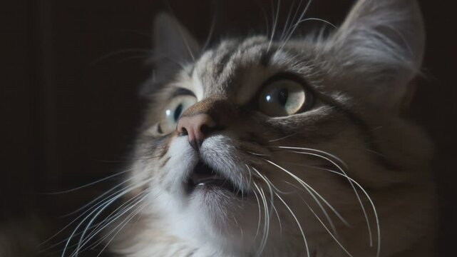 A wary and frightened cat carefully watches something mysterious in the moonlight at night	