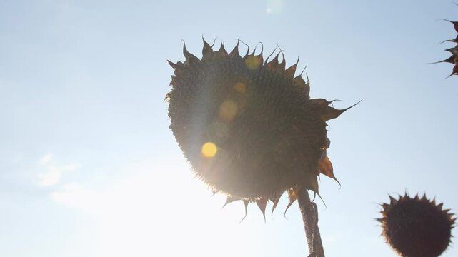 Sunflowers ready for harvest against sky. A view of grouth ripe sunflowers harvest in the dry field during autumn time.
