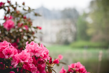 Kwitnące rododendrony w parku w Pszczynie, Śląsk