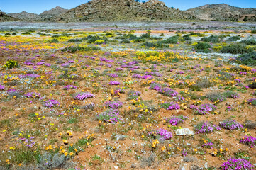 Fields of wild flowers with a mountain backdrop, at Goegap