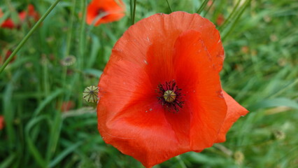 Klatschmohn-Bl&uuml;te