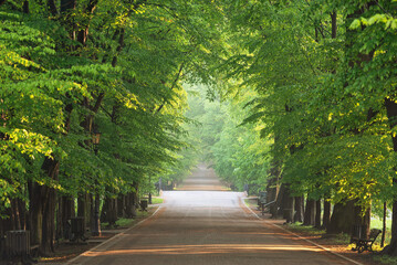 Wiosenna droga w parku w Pszczynie, Śląsk © Elżbieta Kaps