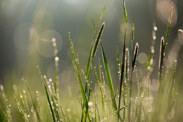 Wiosenna trawa w rosie na łące