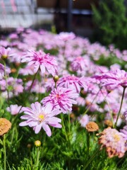 Fototapeta premium Flower